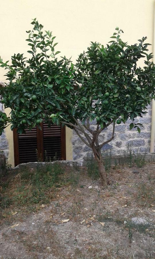 Bed and Breakfast La Collina Dei Ciliegi Sarule Exterior foto