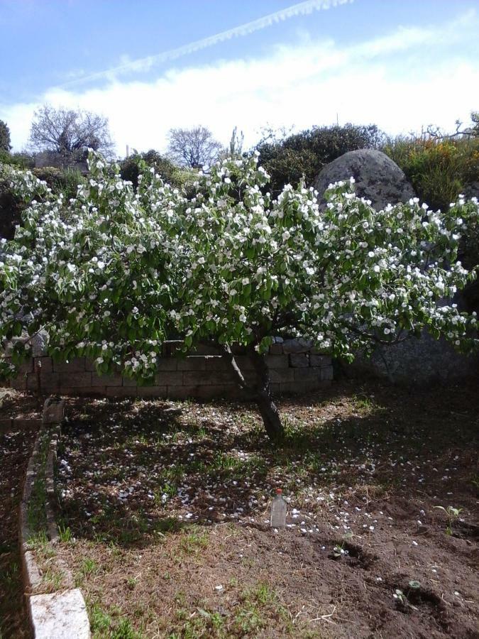 Bed and Breakfast La Collina Dei Ciliegi Sarule Exterior foto