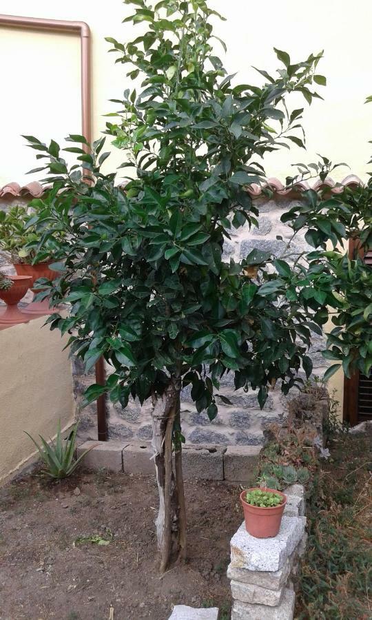 Bed and Breakfast La Collina Dei Ciliegi Sarule Exterior foto
